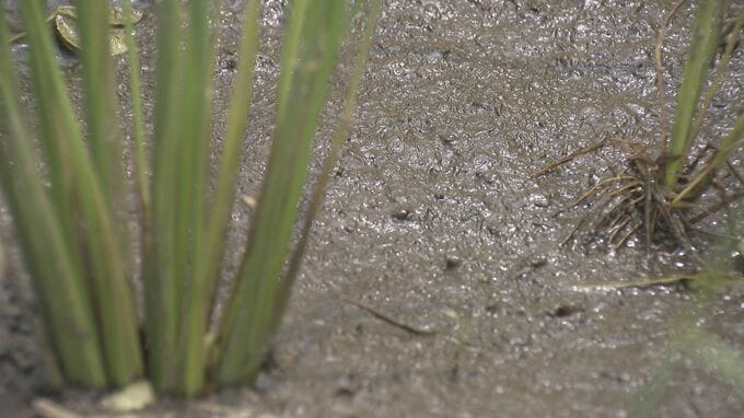 早い梅雨明け・厳しい暑さ…米農家「今後の水不足が心配」|TBS NEWS DIG