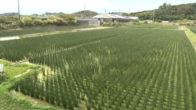 畳やござの原料ビーグ青々と育つ　県内最大のい草の産地・うるま市の具志川から与那城照間の一帯|TBS NEWS DIG