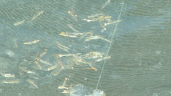 春の訪れを告げる「伝統のシロウオ漁」最盛期　|　山口のニュース・天気・防災｜tys NEWS｜ｔｙｓテレビ山口