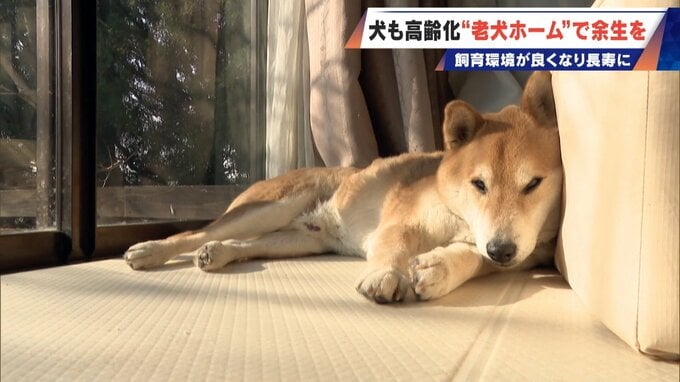 ｢つらい時には『つらい』と言っていい｣ 犬の平均寿命は14.82歳 人もペットも“超高齢化”… 動物病院ではできない介護を担う｢老犬ホーム｣|TBS NEWS DIG