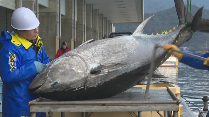 山口県でマグロがとれる!大トロのふるまいも クロマグロで1億6000万円目指す|TBS NEWS DIG