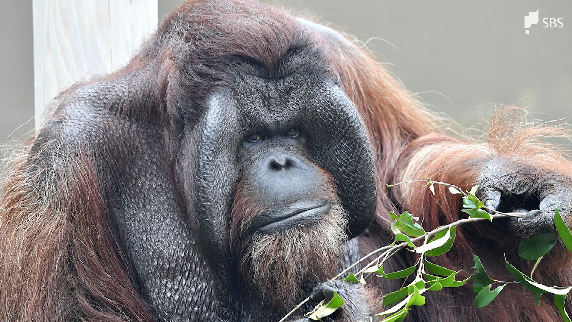 日本平動物園のオランウータン「ジュリー」31歳で息を引き取る 来園者