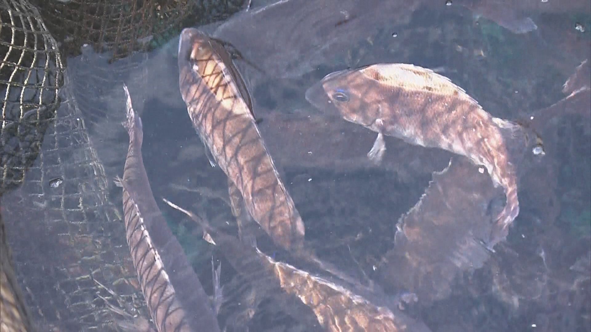 年末年始向け養殖マダイの出荷ピーク　傷がつかないように仕切りのある容器に入れて　約3万匹が関東や関西などに