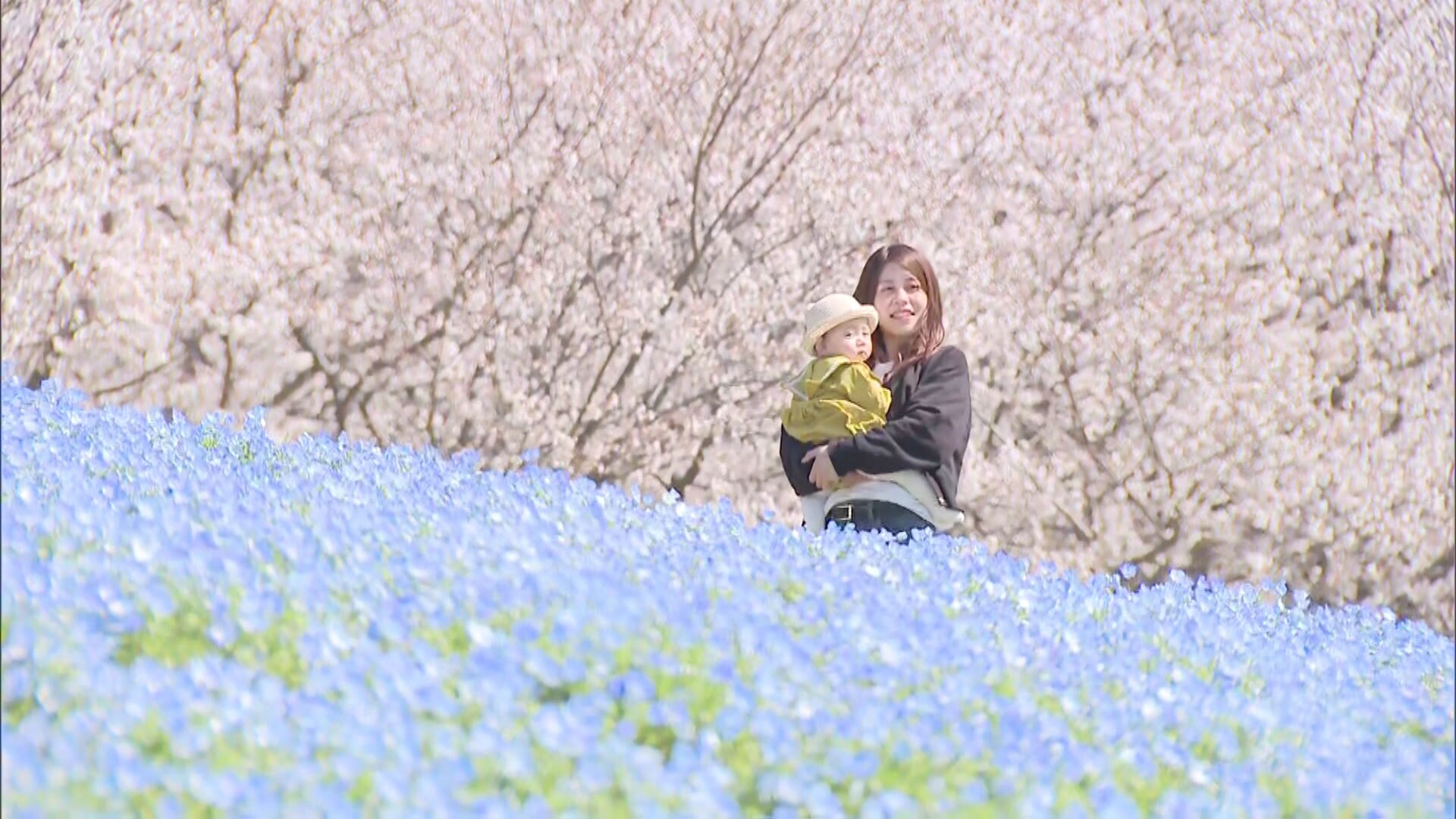 桜バックにネモフィラって、なかなかない」咲き誇る花々 海の中道海浜