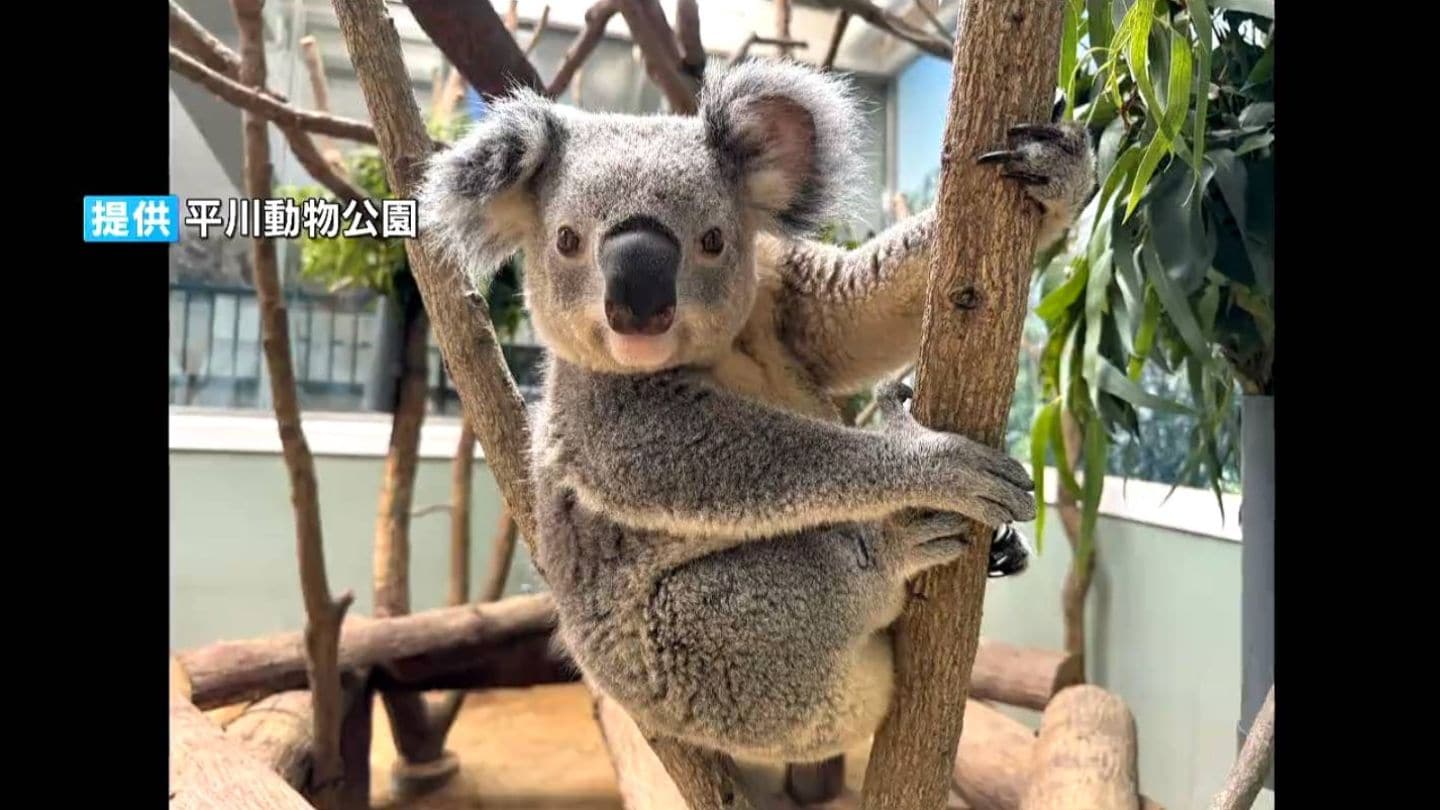 コアラ 平川動物公園1歳10か月のコアラ「アース」死ぬ 「若いのにとても残念