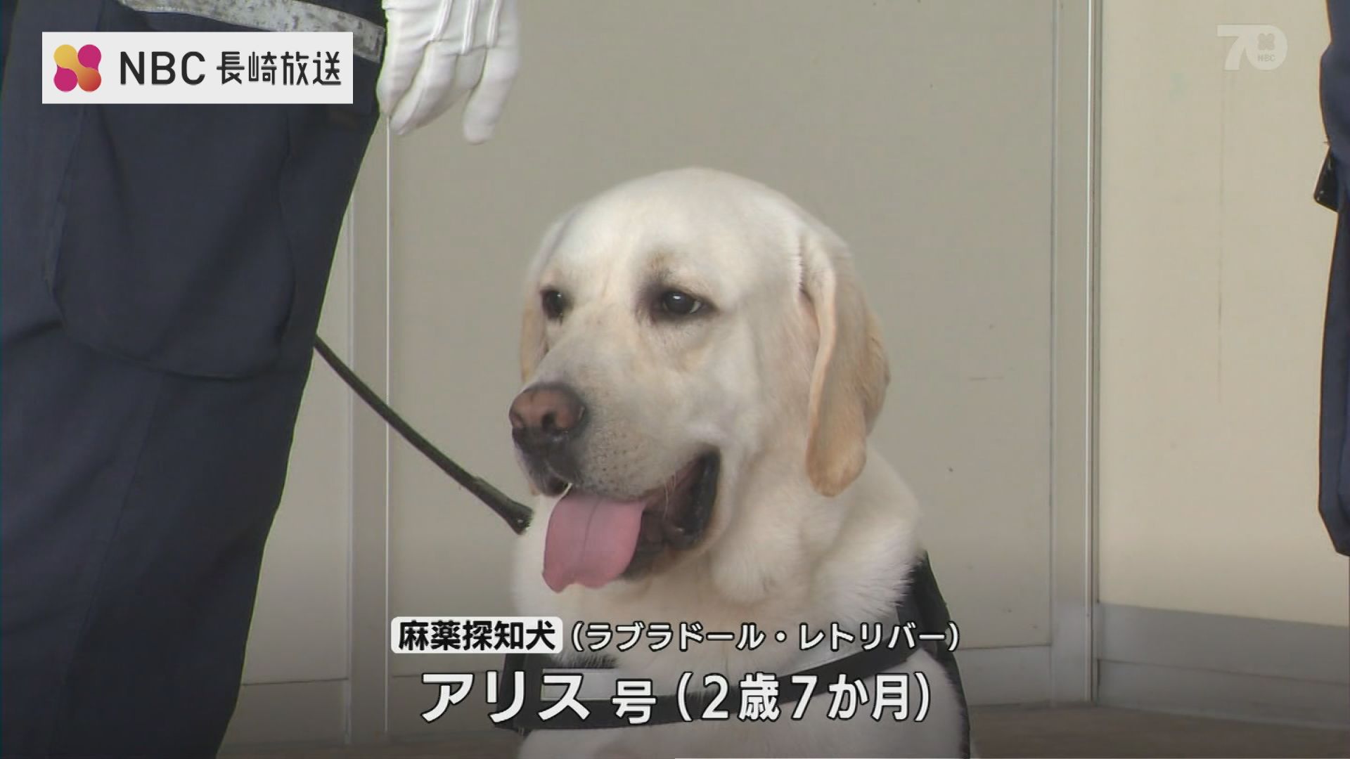 長崎税関に新麻薬探知犬 アリス号 が就任 不正薬物を水際取締り Tbs News Dig
