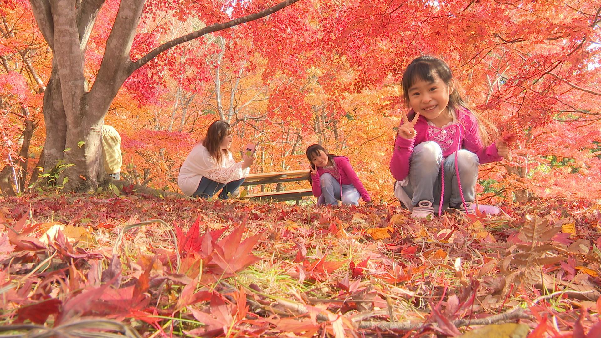 不習岳」の『もみじ園』錦秋に染まる 約300本の「ヤマモミジ」と