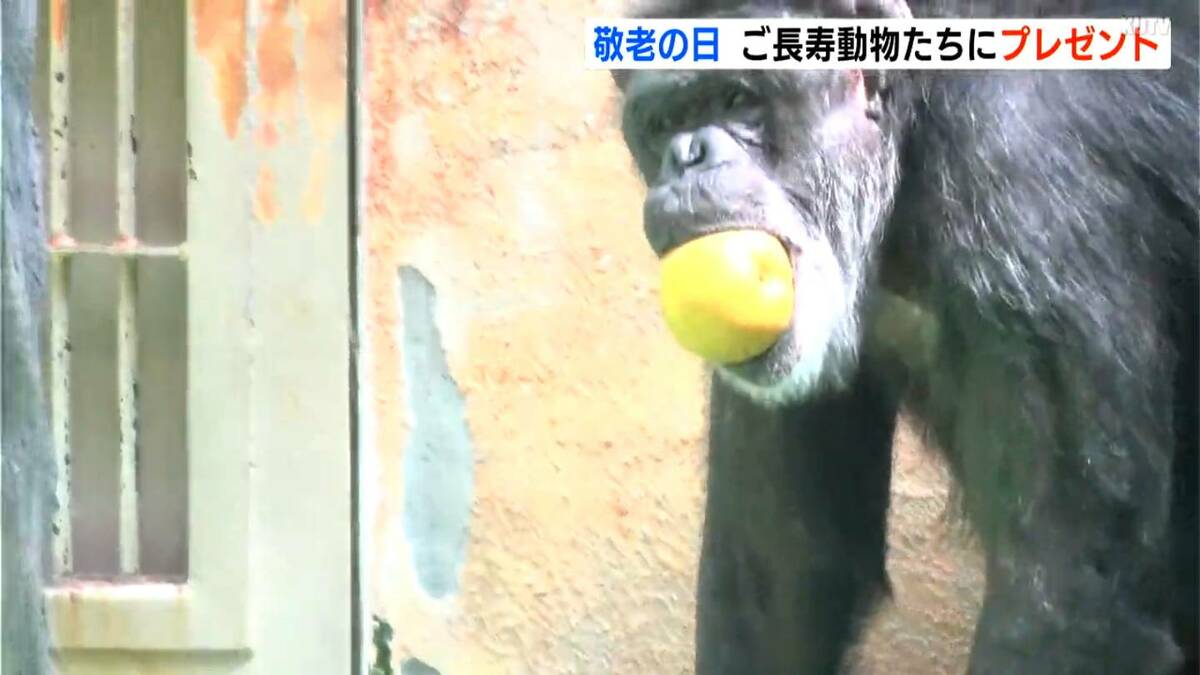 「若いときはオラオラ系、丸くなった」国内最高齢のオスのチンパンジー（推定62歳）にプレゼント…ブドウ、リンゴ、小松菜など、敬老の日に合わせて（高知）