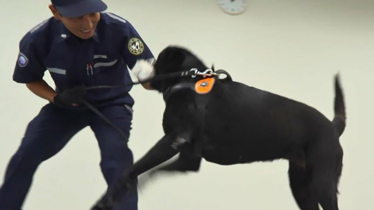 ベテラン麻薬探知犬が「ヤク」に反応　そのとき、摘発未経験の監視官は…「自信もって通報した」 大麻密輸防ぐお手柄