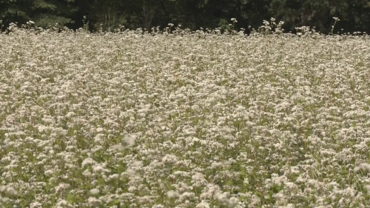 岐阜･高山市で｢ソバの花｣が見頃 一面に広がる真っ白な景色 10月から町内の蕎麦店で風味良く甘み強い｢ソバ｣が楽しめる