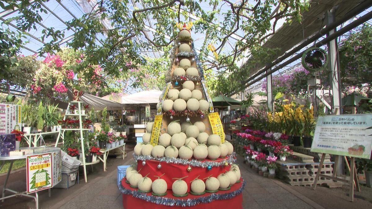 「重たい！」メロンを運んで完成、高さ2mの“ツリー”　園児が飾り付け、最終日には1個1500円で販売も【高知】