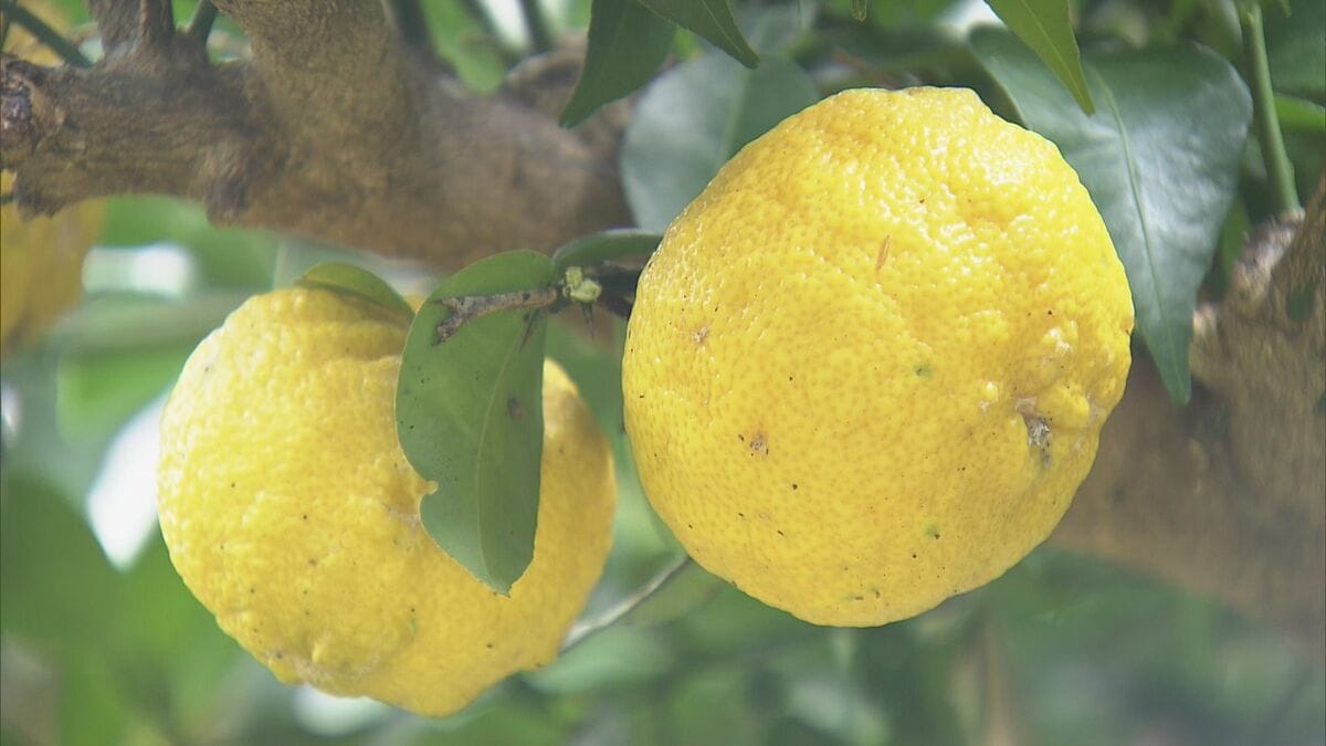 香りが強く果汁が多い｢奥伊勢ゆず｣ 収穫最盛期 今年は大ぶりの実が多く　 三重･大台町