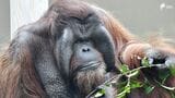 日本平動物園のオランウータン「ジュリー」31歳で息を引き取る 来園者に興味を示す仕草で愛される＝静岡市　|　静岡のニュース | SBSNEWS | 静岡放送