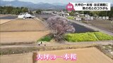 菜の花とのコラボレーション 国富町「大坪の一本桜」がほぼ満開に|TBS NEWS DIG