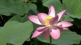 後楽園で古代の地層から見つかった実を発芽させた“大賀ハス”が開花 淡いピンク色の可憐な花【岡山】|TBS NEWS DIG