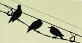 むかし“益鳥”、いま“害鳥” 駅前の空を埋め尽くすムクドリを徹底追跡!昼間は意外な場所に!? | 名古屋・愛知・岐阜・三重のニュース【CBC news】 | CBC web