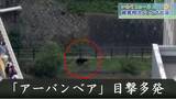 「アーバンベア」目撃多発 身近なところで広がる不安 3日連続でクマ被害に遭った菓子工房は今 「この一年『クマ』」|TBS NEWS DIG