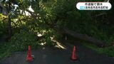 台風6号の爪痕 鹿児島県志布志市から中継 市道脇で高さ10mの樹木が倒れる|TBS NEWS DIG