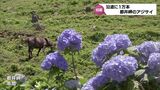約6キロの「アジサイロード」 都井岬のアジサイが色づき始める | MRTニュース | MRT宮崎放送