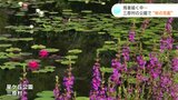 「残暑、厳しいけど気分は最高」 二十四節気「白露」秋の草花が咲きブルービーの姿も | 高知のニュース・天気|KUTV NEWS | KUTVテレビ高知