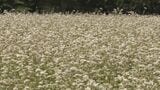 岐阜･高山市で｢ソバの花｣が見頃 一面に広がる真っ白な景色 10月から町内の蕎麦店で風味良く甘み強い｢ソバ｣が楽しめる　|　名古屋・愛知・岐阜・三重のニュース【CBC news】 | CBC web