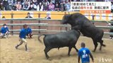 「感激!初めて見た」宇和島で伝統の闘牛大会 熱戦に歓声 | 愛媛のニュース - Nスタえひめ|あいテレビは6チャンネル