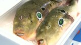 旬入り 大分県産の4番目のブランド魚「かぼすフグ」出荷宣言 | 大分のニュース|OBS NEWS|大分放送