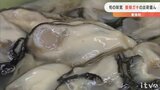 「大粒でうま味の詰まった身に」 養殖がきの出荷盛ん 愛媛・愛南町 | 愛媛のニュース - Nスタえひめ|あいテレビは6チャンネル