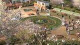 長島の春の風物詩 30万本の花が彩る「夢追い長島花フェスタ」きょう29日から開催 鹿児島 | 鹿児島のニュース|MBC NEWS|南日本放送
