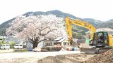 「伐採せざるを得ない」町民が保護求め署名提出した樹齢約70年のソメイヨシノ 町が回答伝える=静岡・河津町 | 静岡のニュース | SBSNEWS | 静岡放送