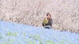 「桜バックにネモフィラって、なかなかない」咲き誇る花々 海の中道海浜公園でフラワーピクニック | 福岡のニュース|RKB NEWS|RKB毎日放送