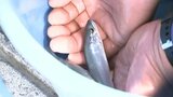 稚アユ 7万5000匹を放流 6月10日のアユ漁解禁に向けて 大分・中津市 | 大分のニュース|OBS NEWS|大分放送