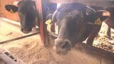 「つくっても儲からない」離農懸念 配合飼料の価格高騰で畜産団体が山梨県に対策要望|TBS NEWS DIG