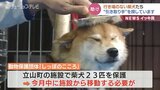 行き場をなくした柴犬たち…徐々に一時保護されるもまだ十数匹が　富山・立山町　|　富山のニュース｜天気・防災｜チューリップテレビ