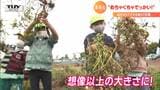 思わず声出た「でっかい!」園児の身長半分ほどの落花生 笑顔で引き抜き恵みを学ぶ | 山形のニュース│TUYテレビユー山形