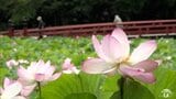 “北限の和蓮”約2000輪が池を覆うように一面に咲き誇る 猿賀公園で「ハスの花」見頃に「絵画のようなピンクがキレイ」 青森県平川市|TBS NEWS DIG