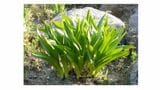 有毒植物「イヌサフラン」を「ギョウジャニンニク」と間違えて食べたか 80代男性が自宅で死亡 自宅庭の植物からは有毒成分「コルヒチン」検出 | 北海道のニュース|HBC北海道放送