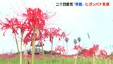 露がつめたく感じられるころ 二十四節気“寒露” ヒガンバナが見頃 | 高知のニュース・天気|KUTV NEWS | KUTVテレビ高知