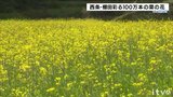 山あいの天川棚田で菜の花見頃 愛媛・西条市   | 愛媛のニュース - Nスタえひめ|あいテレビは6チャンネル