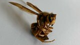 スズメバチの群れに襲われ高校生22人が刺される “まさに今”最も攻撃的な時期…刺されたときの対処法は | 大分のニュース|OBS NEWS|大分放送