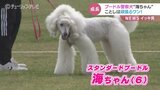 気品あるプードル警察犬「海ちゃん」　ことしは頑張るワン！富山　|　富山のニュース｜天気・防災｜チューリップテレビ