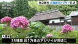 まもなく満開　色鮮やかなアジサイが1万株　国の重文庭園で咲き誇る＝牧之原市（静岡県）|TBS NEWS DIG