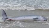 海岸にクジラが打ち上げられる 体長約2.6メートル重さは500キロ以上の「コマッコウ」 エサを追い求めて浅瀬に迷い込んで座礁した可能性 愛知・豊橋市 | 名古屋・愛知・岐阜・三重のニュース【CBC news】 | CBC web