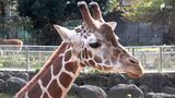 「子供が誕生してくれればうれしい」茨城県から“お嫁入り”の雌キリン「クルミ」一般公開始まる=静岡・伊豆アニマルキングダム　|　静岡のニュース | SBSNEWS | 静岡放送