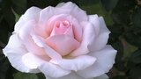 心癒すバラの花見頃~岩手・陸前高田市の男性 再建した自宅にオープンガーデン|TBS NEWS DIG