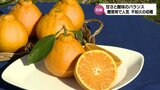 お歳暮など贈答用として人気のかんきつ類「不知火」 日南市でハウスものの収穫進む|TBS NEWS DIG
