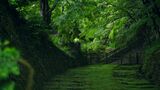 【自然音】清流のせせらぎ　雨に濡れる美しい苔と青もみじ　全方向からミドリ感じる百済寺【ミドリのセカイ　シリーズ】滋賀県東近江市　|　MBSニュース | 関西の最新ニュースを分かりやすく。
