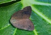 県内初の確認　りんご、なし、ももなど果樹の大敵「チュウゴクアミガサハゴロモ」短期間に生息域拡大のおそれ　対象の農薬なく来春まで園地の点検と適切な処置呼びかけ　長野　|　SBC NEWS | 長野のニュース | SBC信越放送