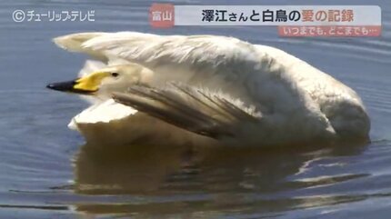 傷ついた白鳥と富山のカメラマン澤江弘一さん 消息絶った1年を乗り越え