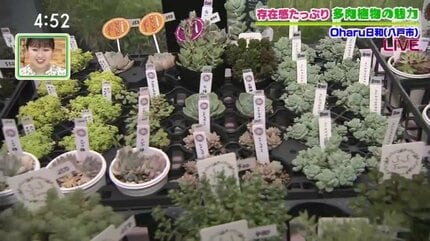 趣味が高じて専門店をオープン！多肉植物のある暮らし 初心者に